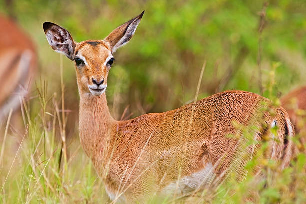 istock Impala antelope, Kruger National Park 153721610