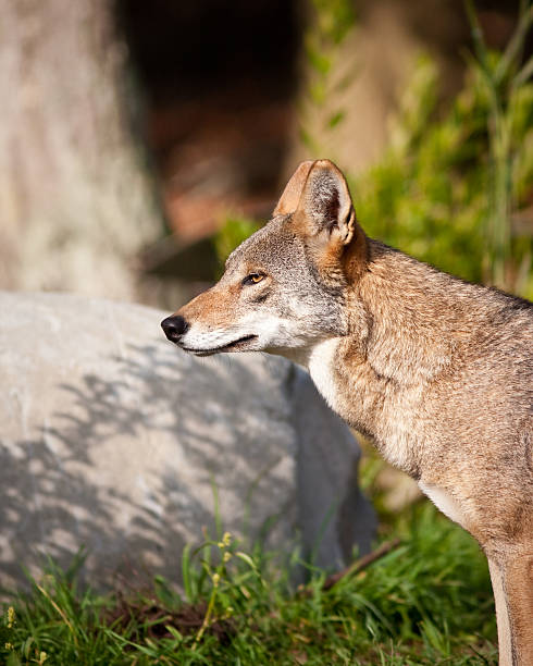 レッドのウルフ - red wolf ストックフォトと画像