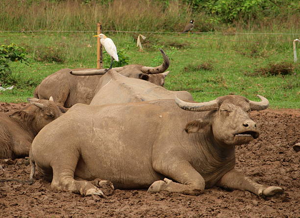 istock Bird sits on a water buffalo 153721733