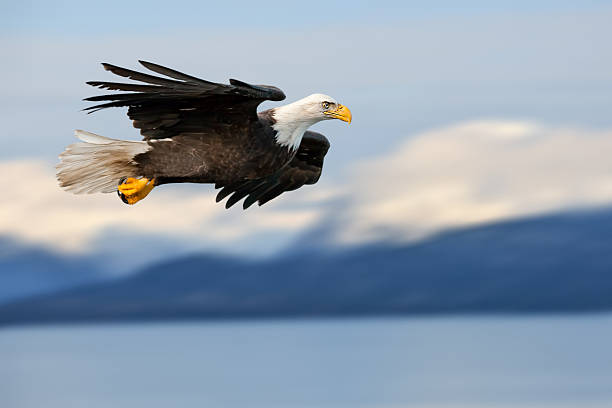 istock american bald eagle superimposed over alaska coastal mountain scene 153721820