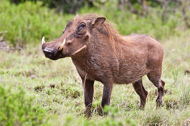 Male warthog in Kruger National Park Male warthog in Kruger National Park, South Africa warthog stock pictures, royalty-free photos & images