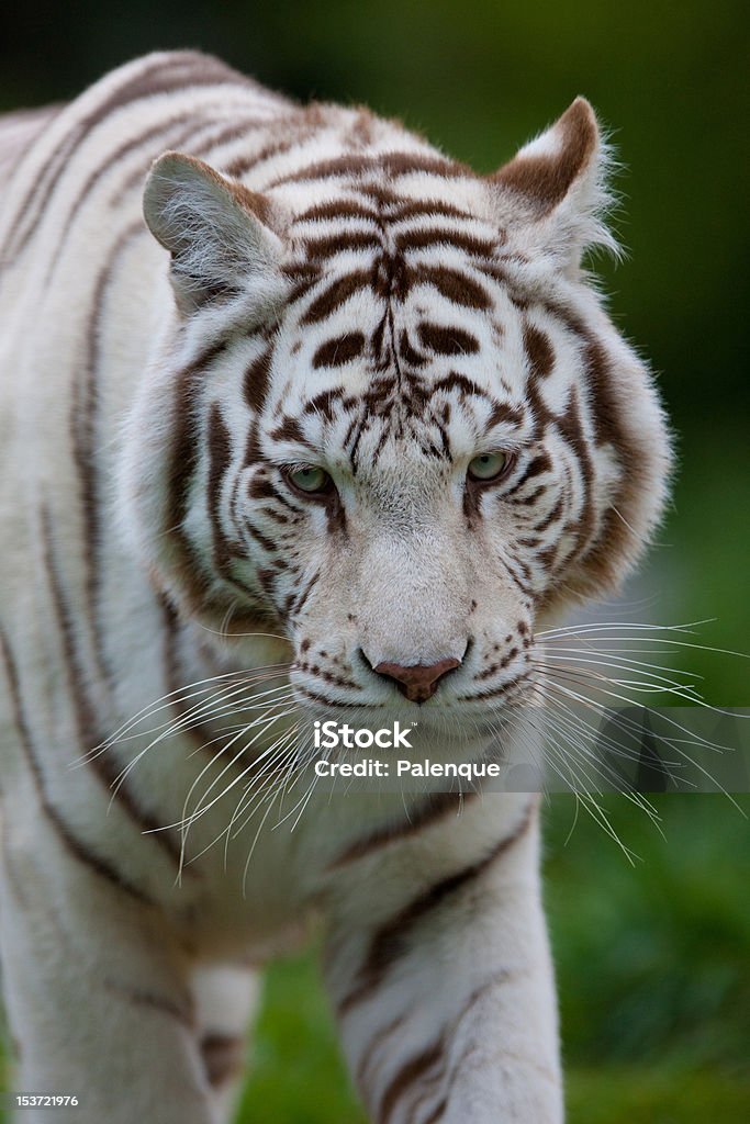 Biały tygrys - Zbiór zdjęć royalty-free (Biały)
