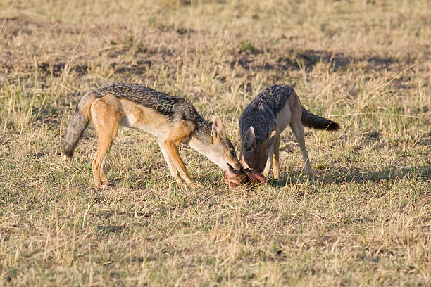 Deux à chabraque jackals au Kenya - Photo