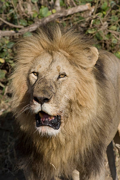 Male lion au Kenya. - Photo