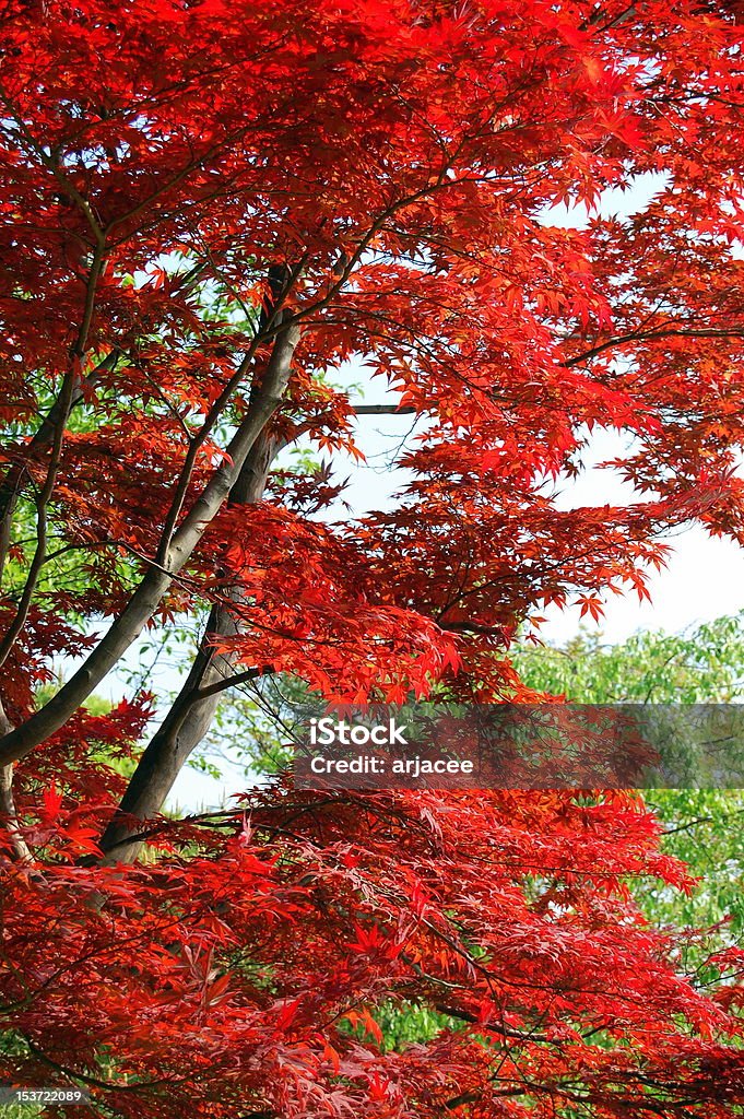 Red leaves Leaves on trees in kyoto, Japan turn to a beautiful red colour during the autumn months Autumn Stock Photo