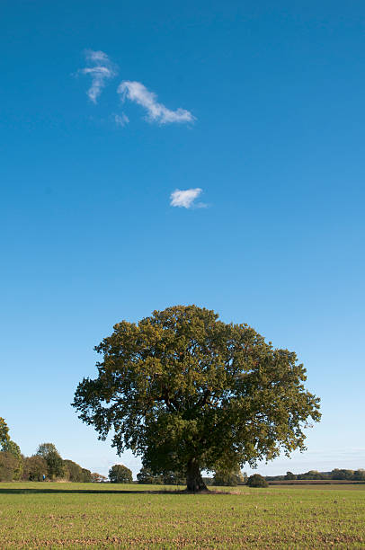 istock individual oak tree stands against blue sky 153722139