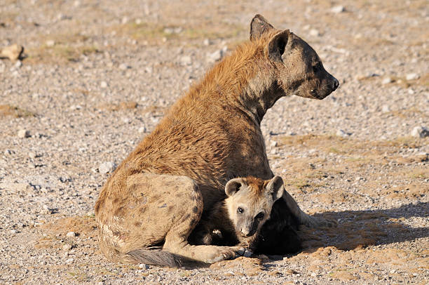 Iena con bambino - foto stock