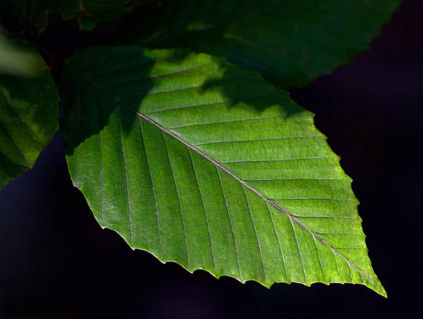 beech leaf - american beech stock-fotos und bilder