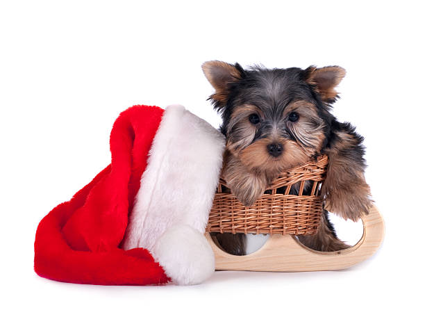 istock Yorkshire terrier puppy on white background 153722414