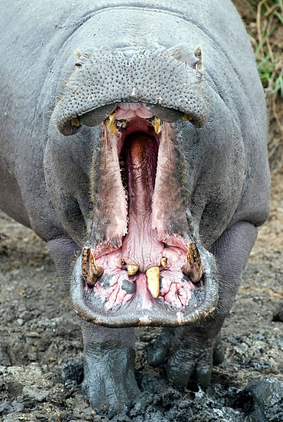 гиппопотам - kruger national park hippopotamus animal mouth animal стоковые фото и изображения