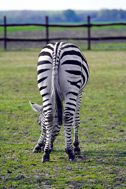 Eating zebra stock photo