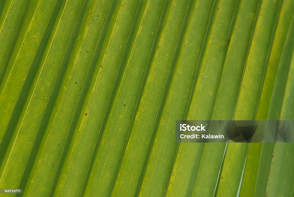 Verde - Foto de stock de Abanico libre de derechos