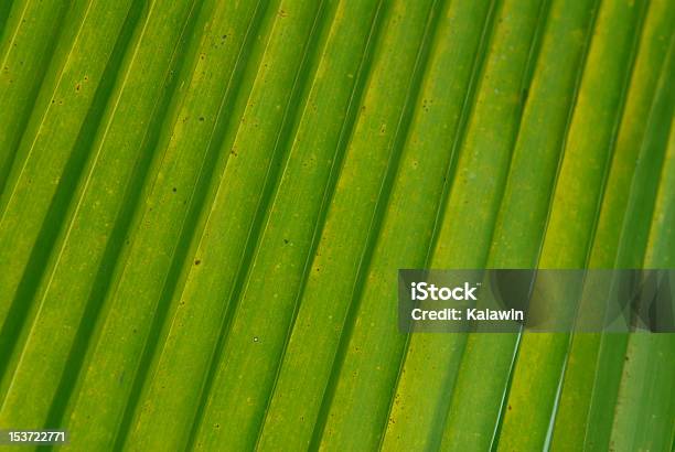 Verde Foto de stock y más banco de imágenes de Abanico - Abanico, Clima tropical, Con textura