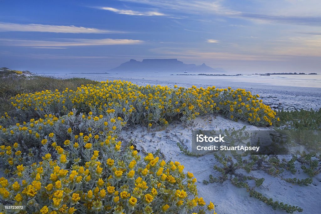 Flowers and Table Mountain flowers infront of Table Mountain backdrop Beach Stock Photo