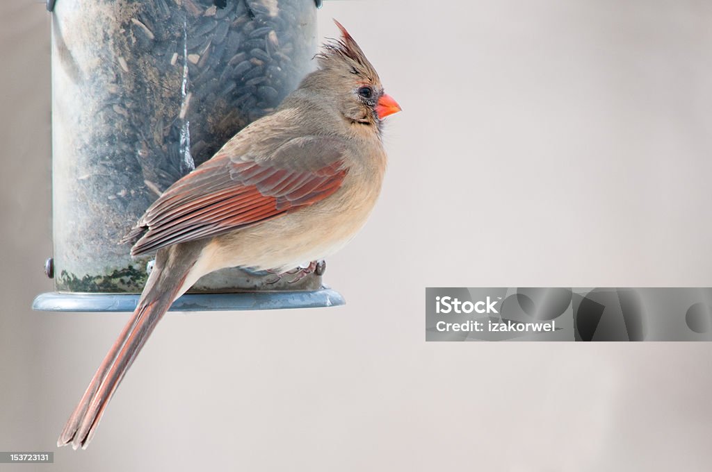 Female cardinal sits on the bird feeder Female cardinal (Cardinalis cardinalis) sits on sunflower seeds filled bird feeder Adult Stock Photo