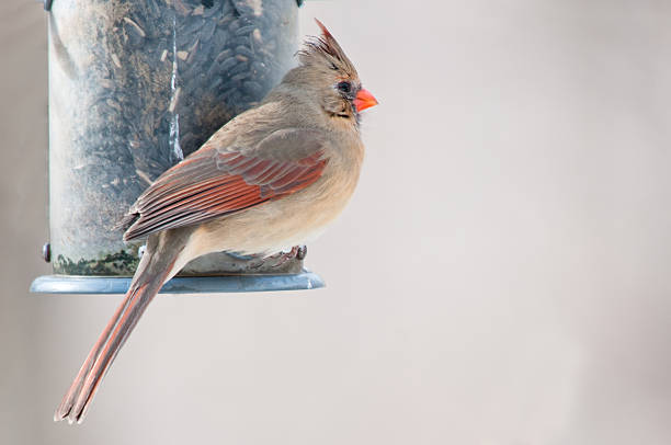 Female cardinal sits on the bird feeder stock photo