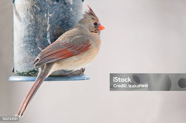 Female Cardinal Sits On The Bird Feeder Stock Photo - Download Image Now - Adult, Animal, Animal Body Part