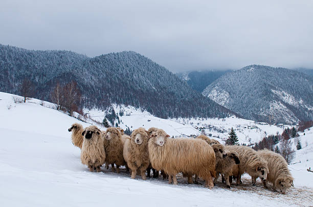 istock Sheep Flock into the Mountain, in Winter 153723895