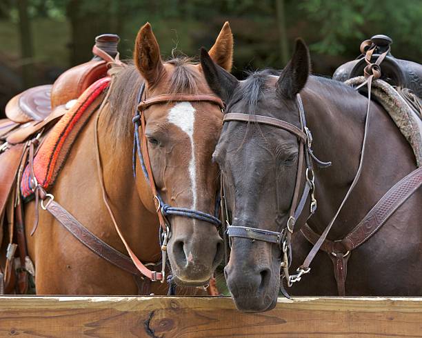 две лошадей - trail ride стоковые фото и изображения