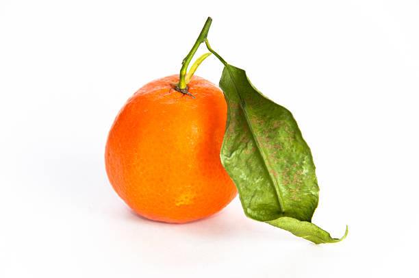 Single orange fruit with a leaf stock photo