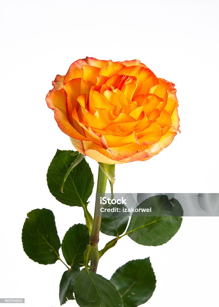 Single orange rose on isolating background Single beautiful orange rose in bloom on white, isolating background Anniversary Stock Photo