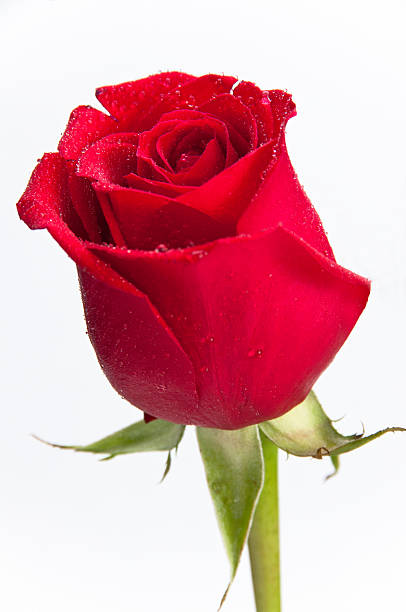 Close-up of a single red rose stock photo