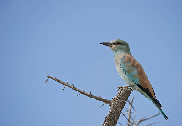 A European Roller perched on a branch in the Kruger Park, South Africa