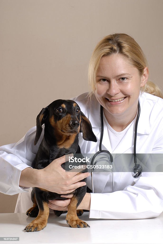 Curing the dog. Veterinary women holding a dog. Adult Stock Photo