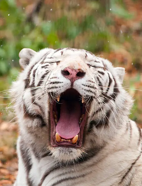 White Bengal Tiger in a Zoo