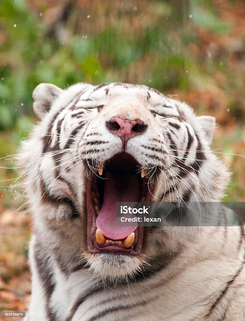 Biały Tygrys bengalski jest yawp - Zbiór zdjęć royalty-free (Azja)