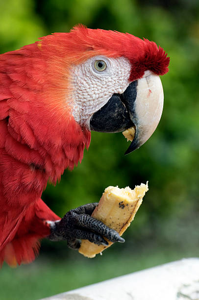 Parrot with Banana stock photo