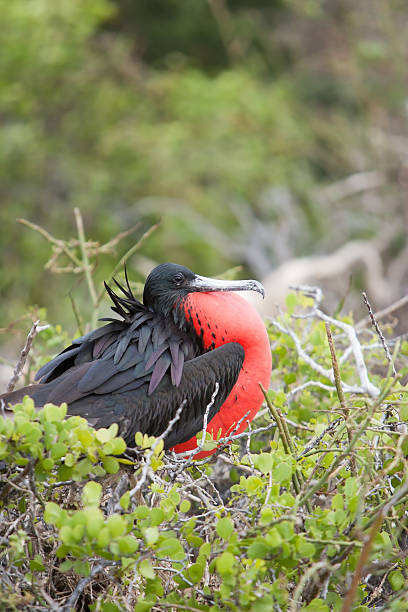 istock Magnificent Frigatebird 153724532