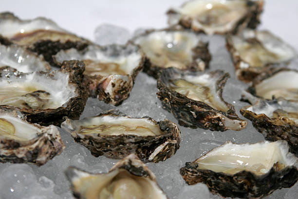 istock Oysters on a bed of Ice 153724581