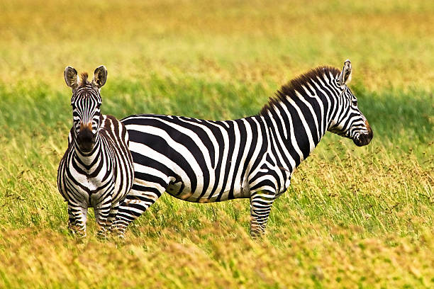 zebre nel serengeti - burchellii foto e immagini stock