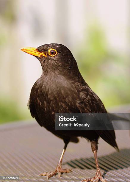 검은새 입석 있는 가든 표 검은새에 대한 스톡 사진 및 기타 이미지 - 검은새, 검은색, 동물 한 마리