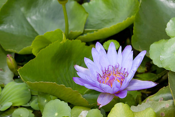violet lotus stock photo