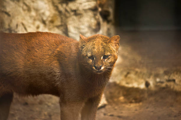 istock South American puma jaguarundi 1537249035