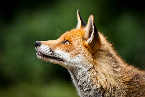 Healthy Red Fox Profile A profile of a very healthy looking red fox, isolated from the background by a shallow depth of field. The shot is very sharp. Taken in Surrey, UK, in July 2010 red fox photos stock pictures, royalty-free photos & images