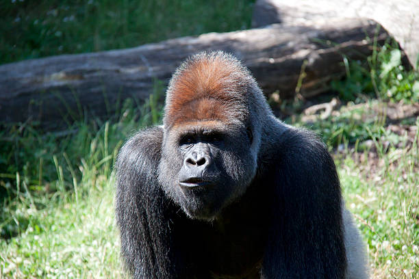 Silverback Gorilla stock photo