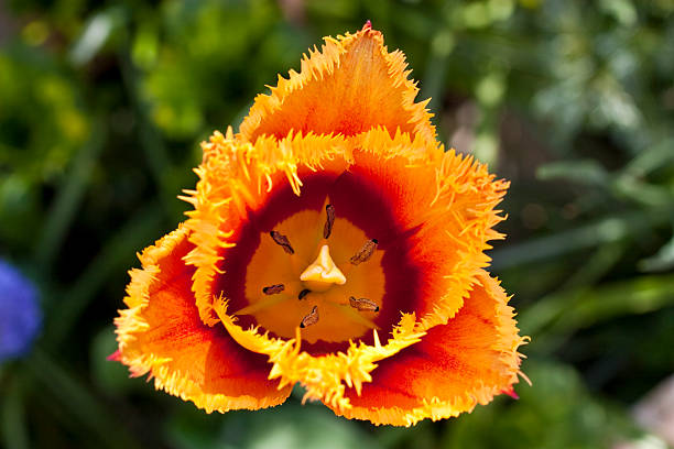 Tulip stock photo