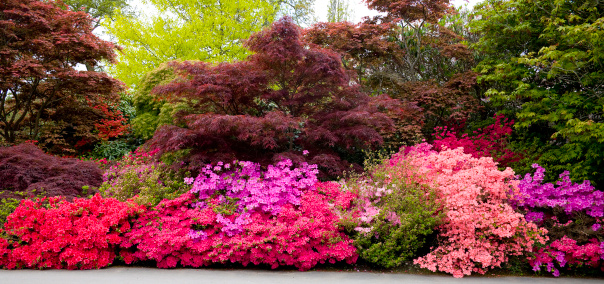 Spring in the beautiful Exbury Ornamental Gardens , with an abundance of Rhododendrons and Azaleas, Hampshire, United Kingdom