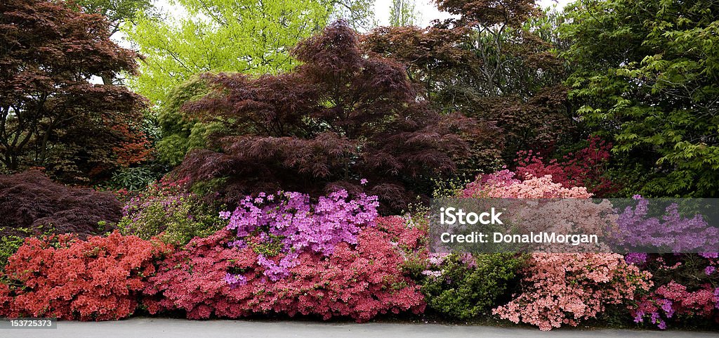 Exbury сады, Гемпшир, Великобритания - Стоковые фото Азал�ия роялти-фри