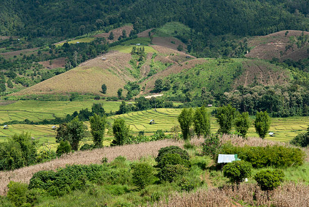 rizières-chang khoeng, mae chaem, chiang mai, thaïlande - millet terrace photos et images de collection