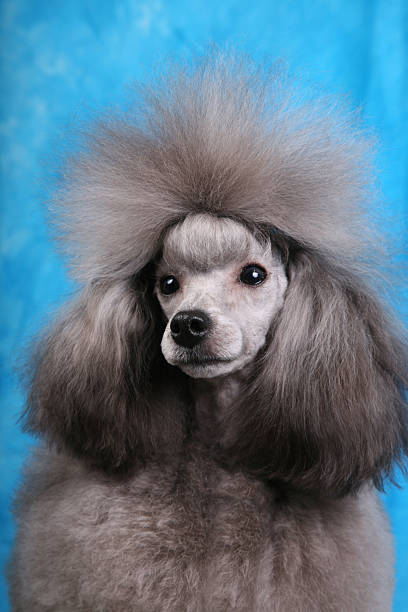 Portrait Of The Silver Toy Poodle Stock Photo - Download Image Now