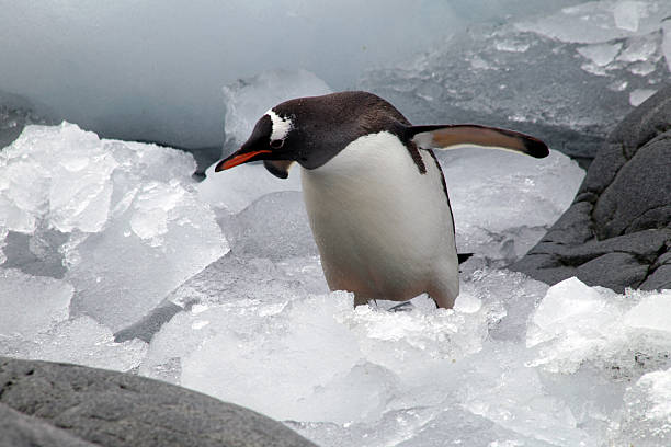 Penguin stock photo