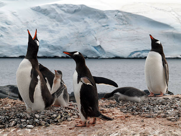 Nervous Penguins stock photo