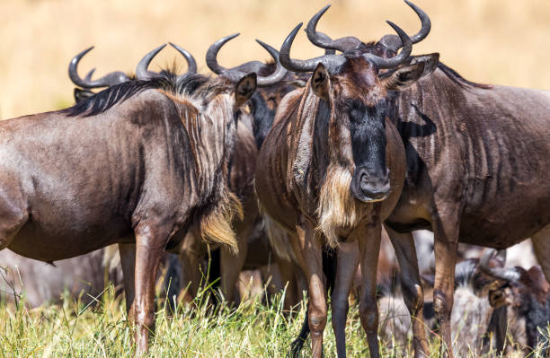 istock Wildebeest Antelopes in Masai Mara at Great Migration 1537255797