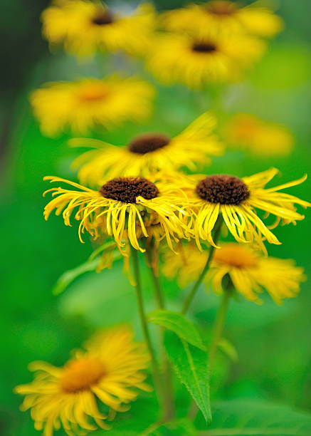 Beautiful yellow flowers on green blurred background stock photo