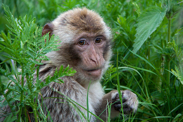 Barbary Macaque stock photo