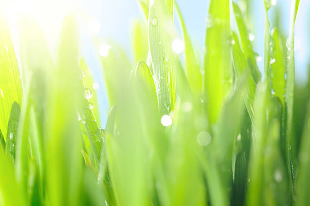 istock fresh wet grass in sun rays, closeup 153725730